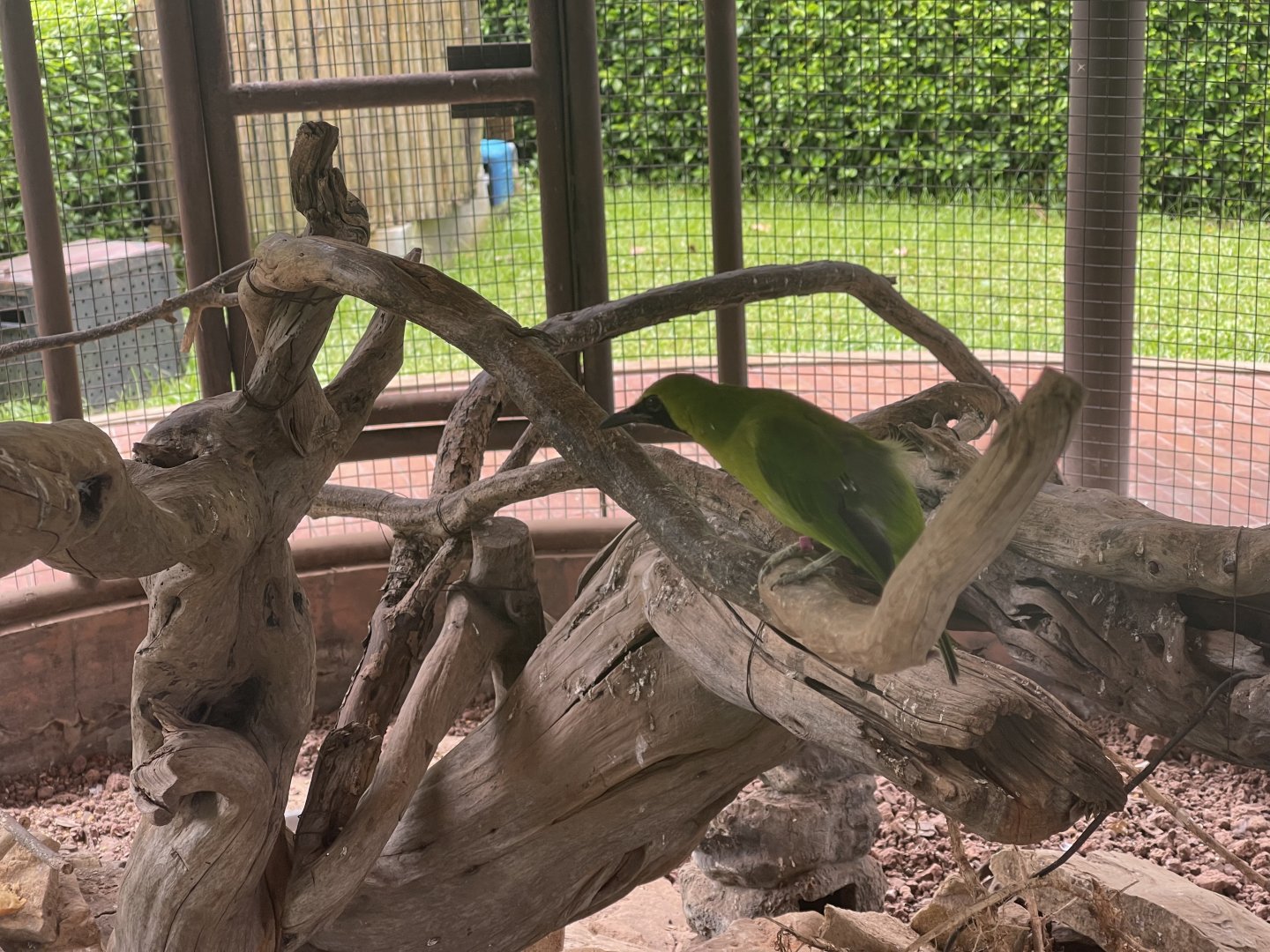 plaza puyuh - greater green leafbird (chloropsis sonnerati) - taman burung