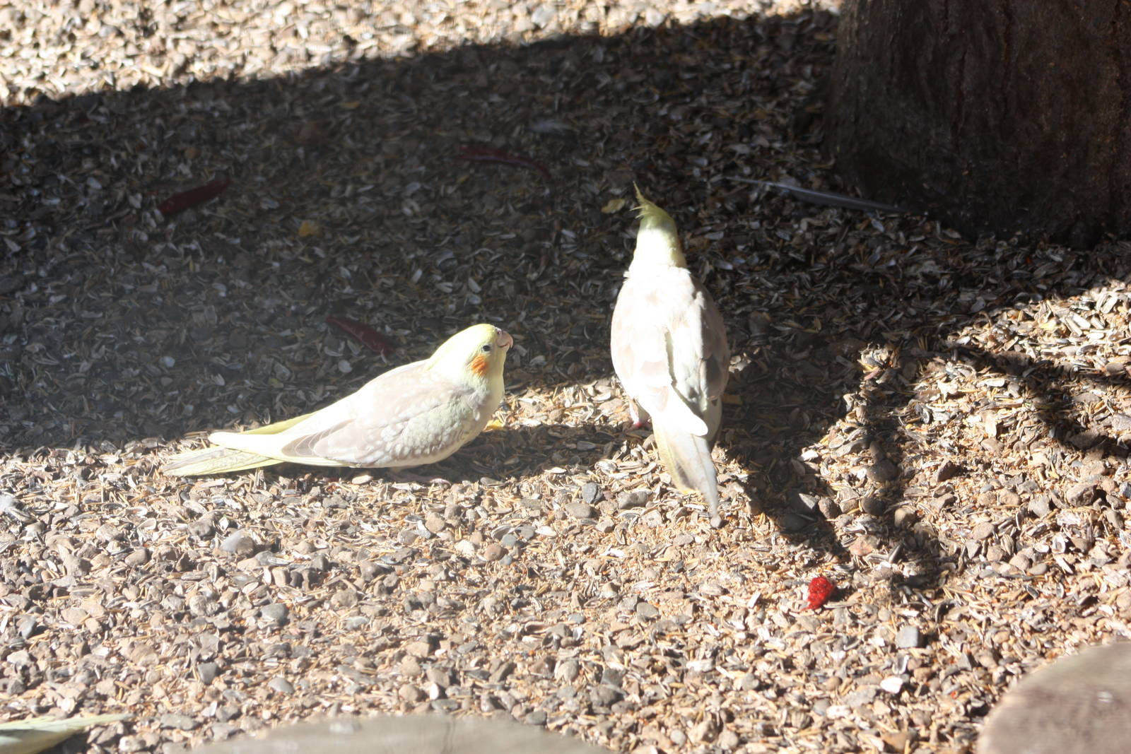Pleading to be fed, 9th August 2014