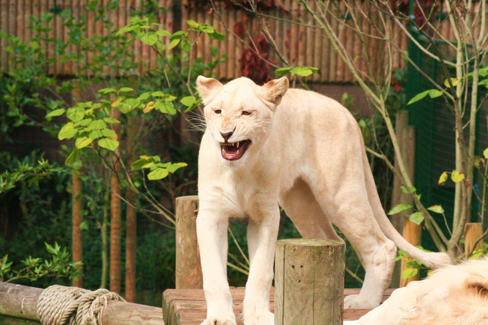 please add species and animals names if known thanks.