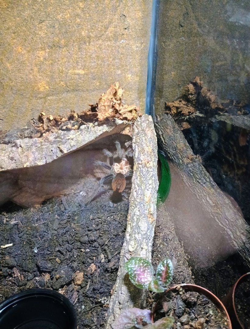 Please help ID this Tarantula skin I thought was alive while there (6/21/25)