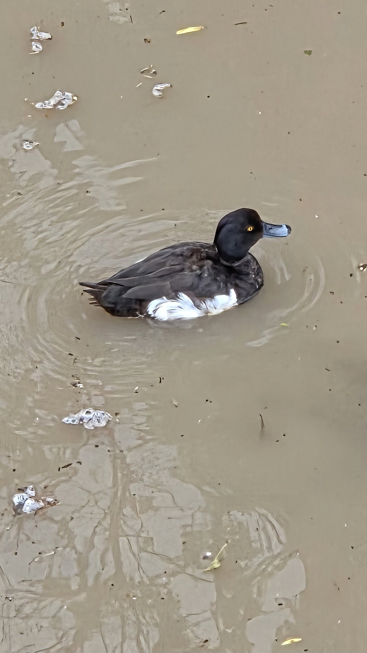 Please help-Not sure what species?