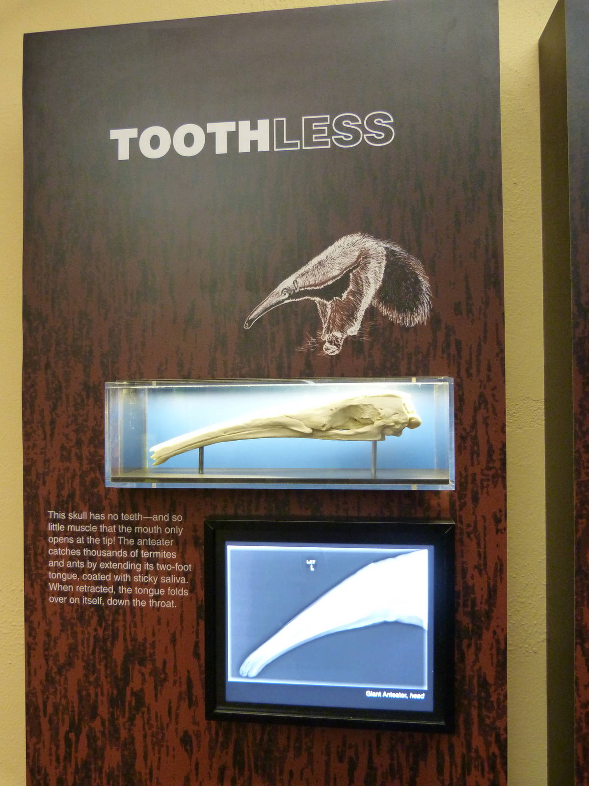 Please move to Smithsonian Zoo album