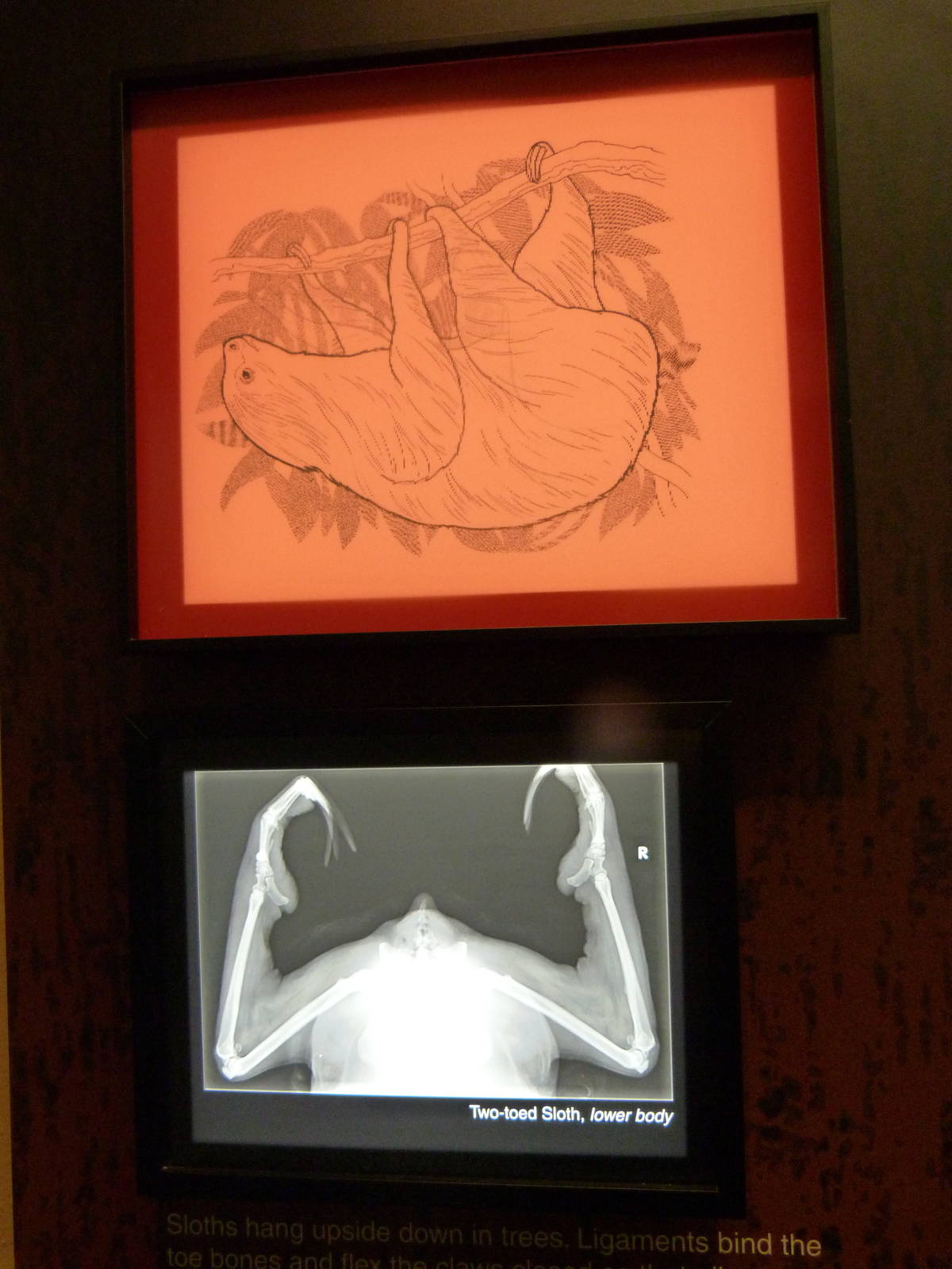 Please move to Smithsonian Zoo gallery