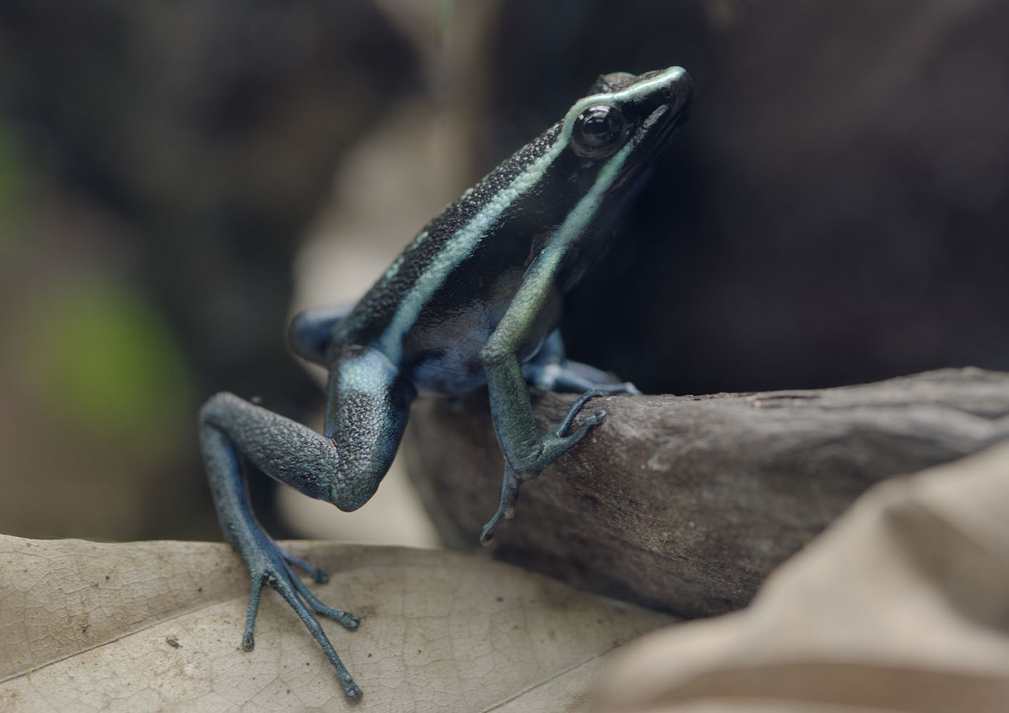 Pleasing poison dart frog