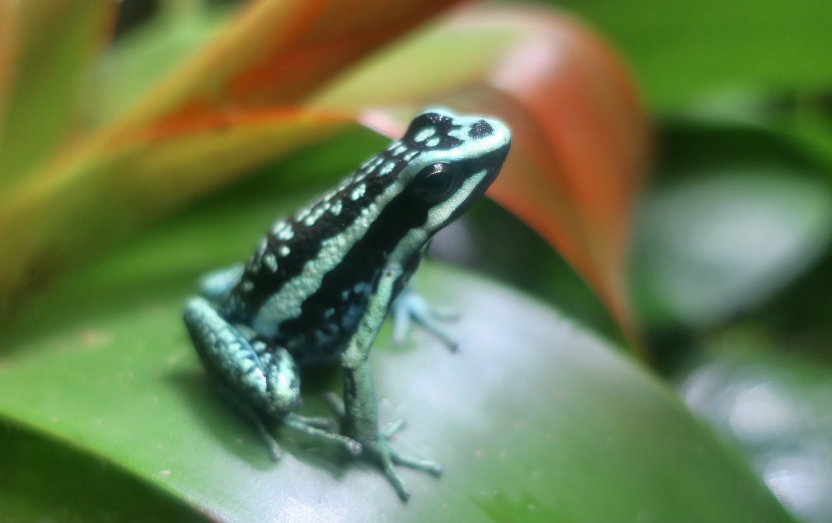 Pleasing Poison Frog (Ameerega bassleri)