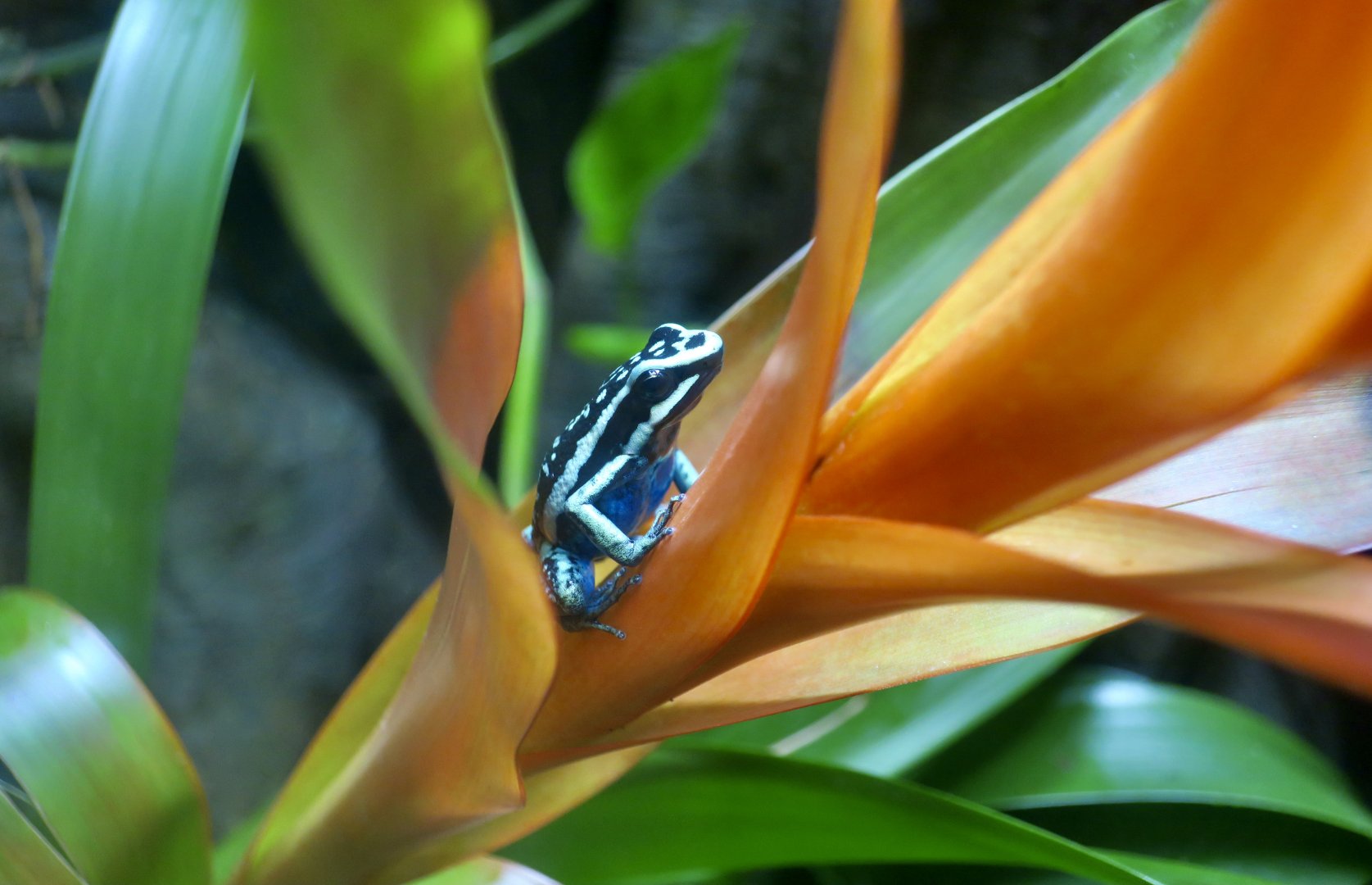 Pleasing Poison Frog (Ameerega bassleri)