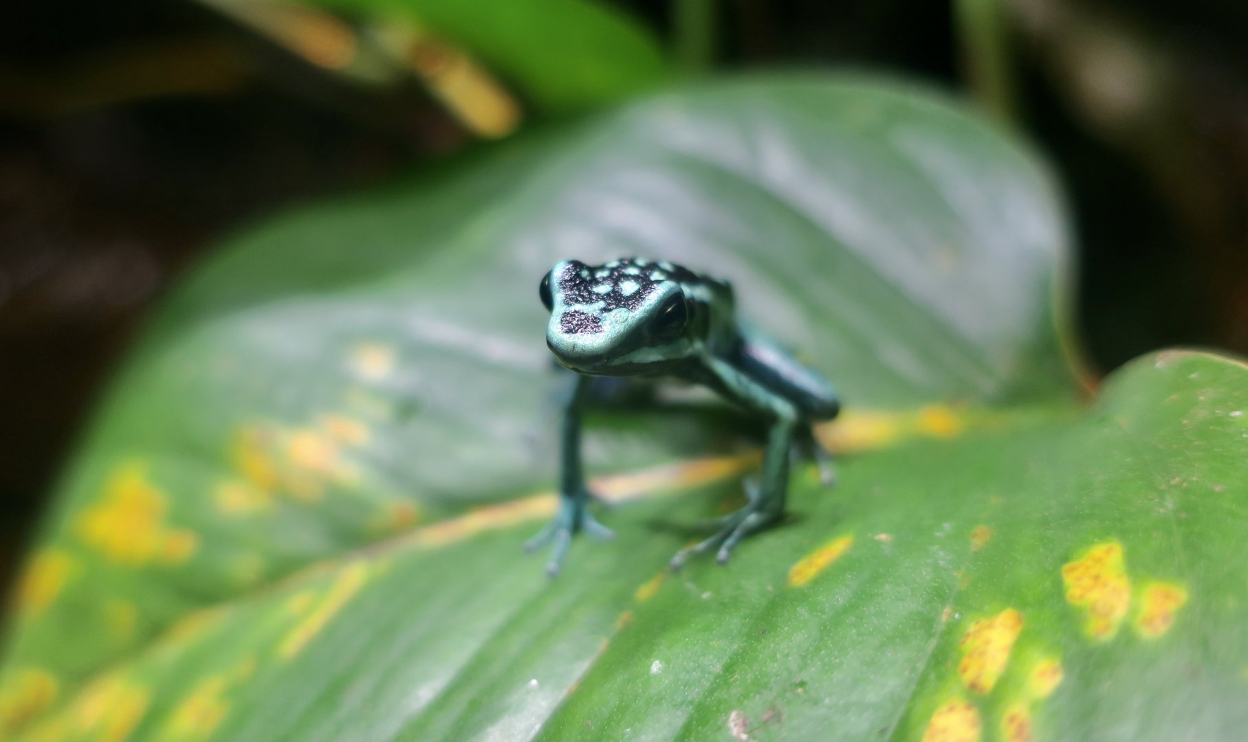 Pleasing Poison Frog (Ameerega bassleri)