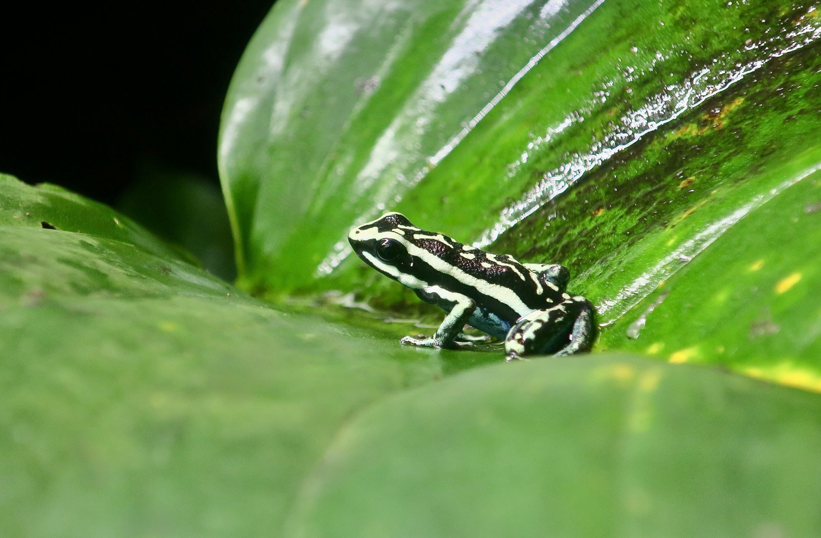 Pleasing Poison Frog (Ameerega bassleri)