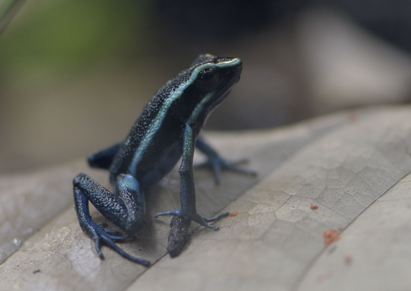 Pleasing poison frog
