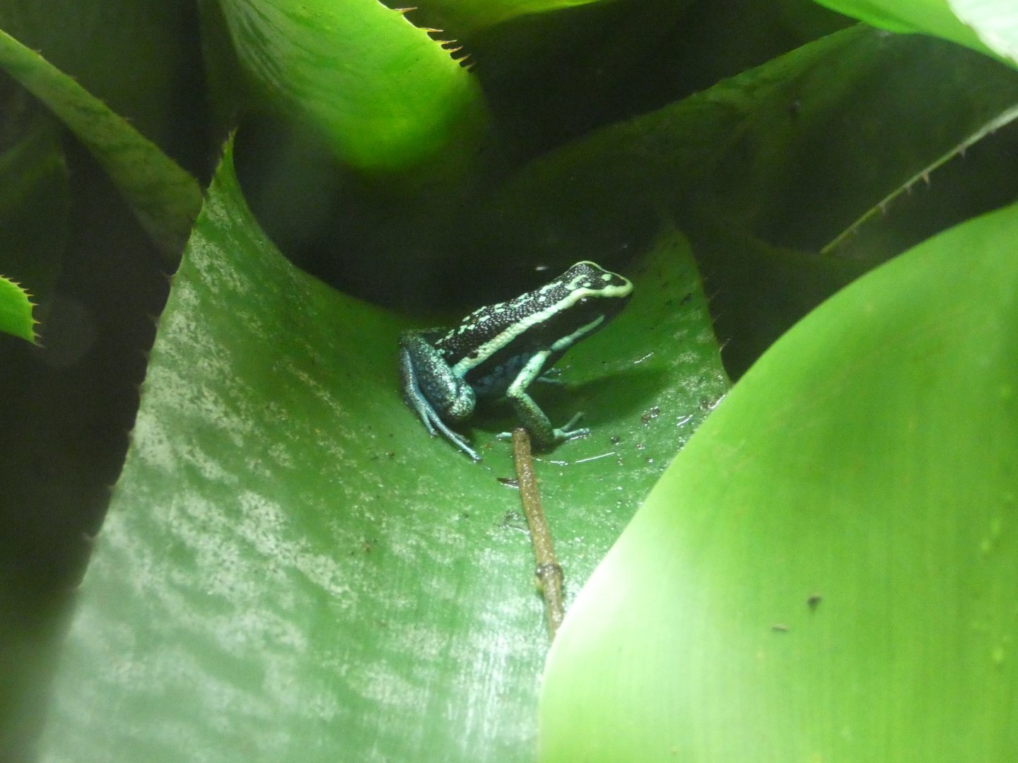 Pleasing Poison Frog