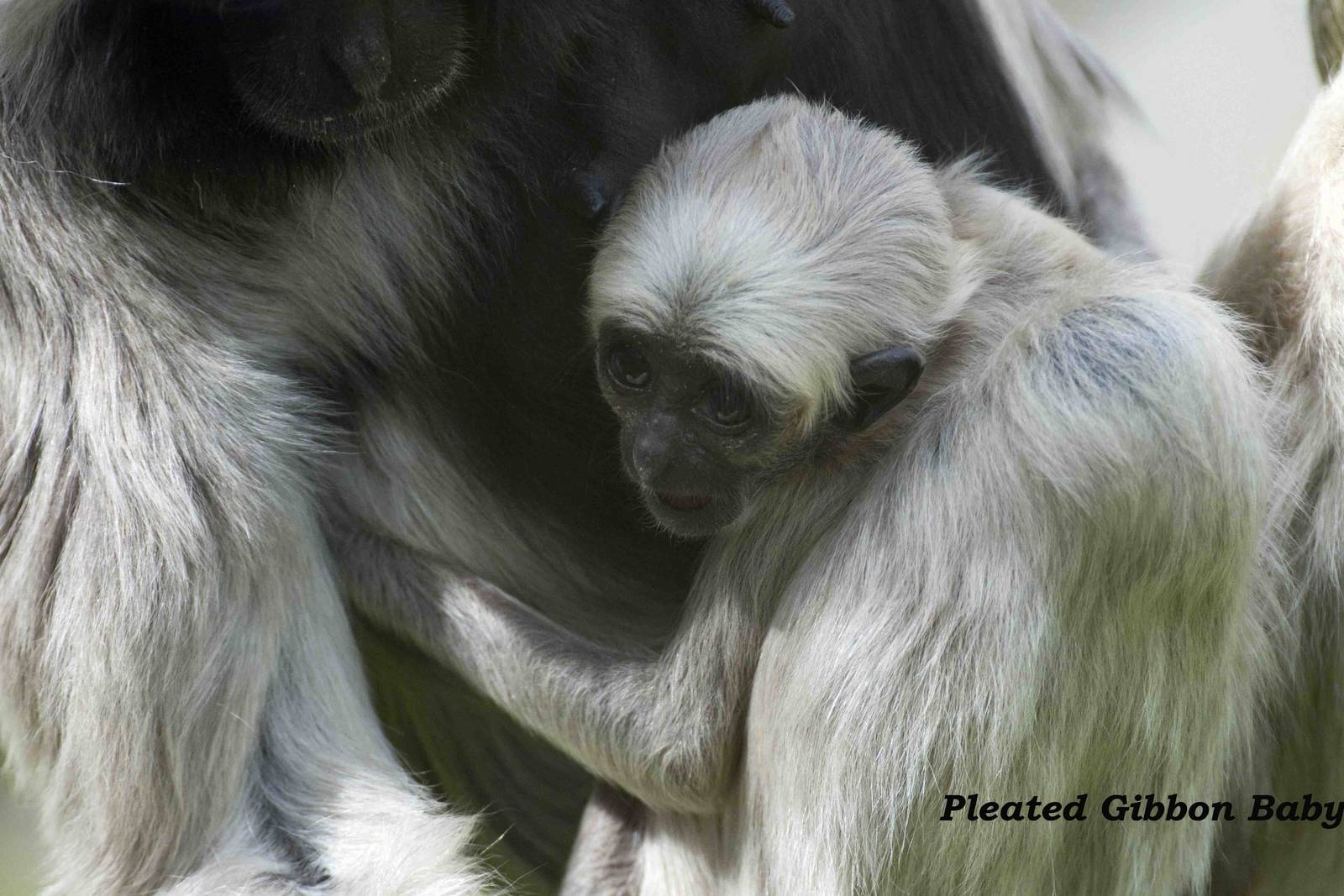 pleated gibbon baby