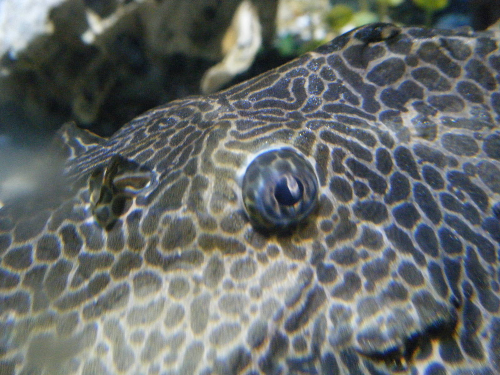 Pleco Eye (April 2010)
