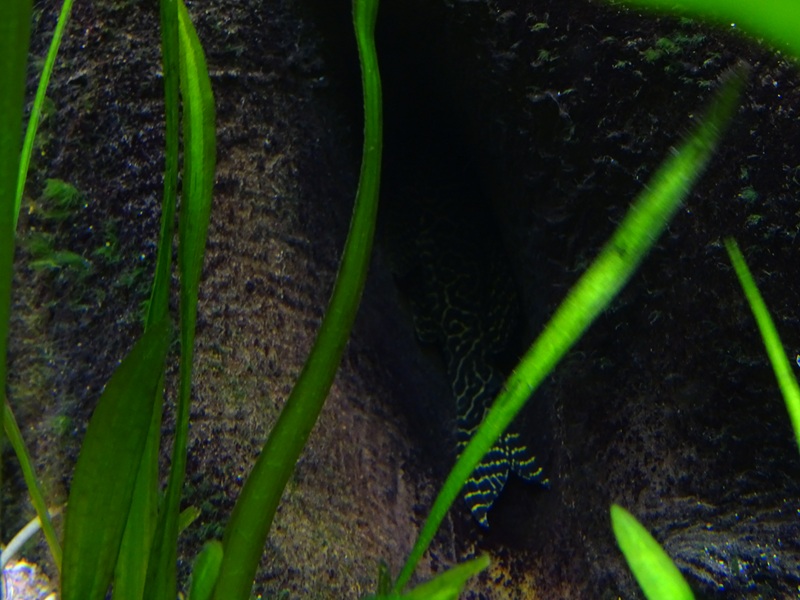 Pleco ID (Aquazoo Leerdam)