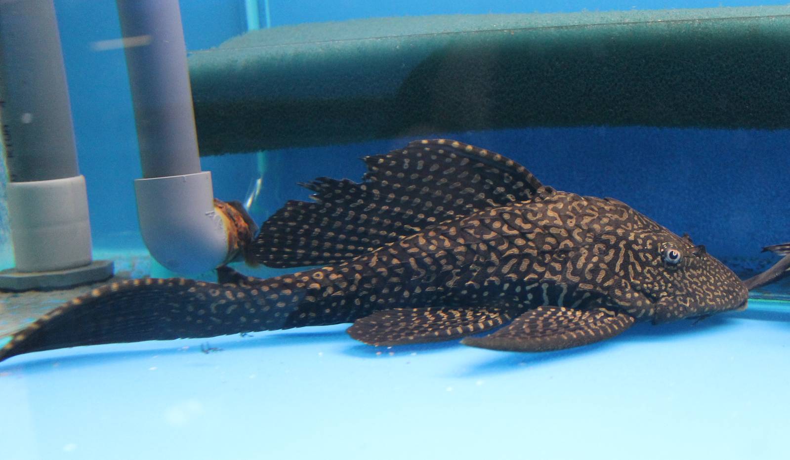 Pleco ID