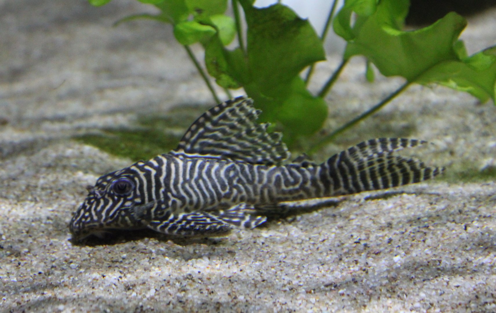 Pleco ID