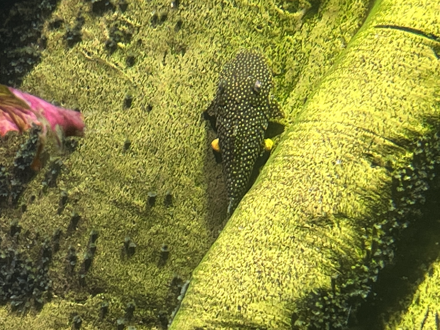 Pleco ID?
