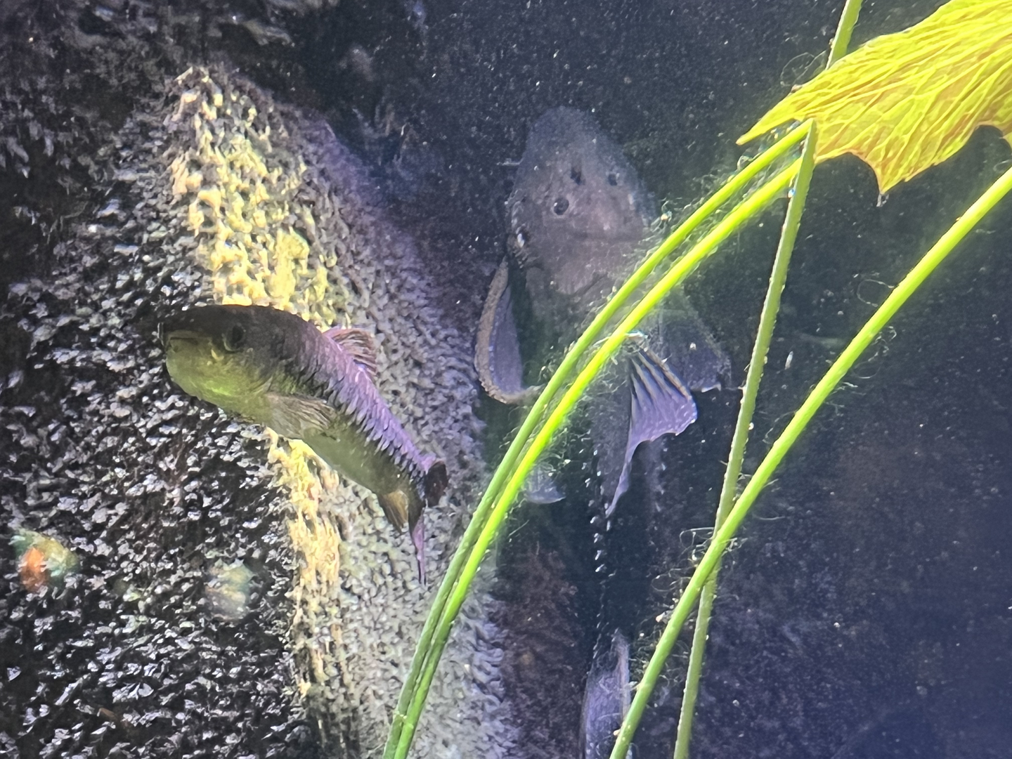 Pleco ID?