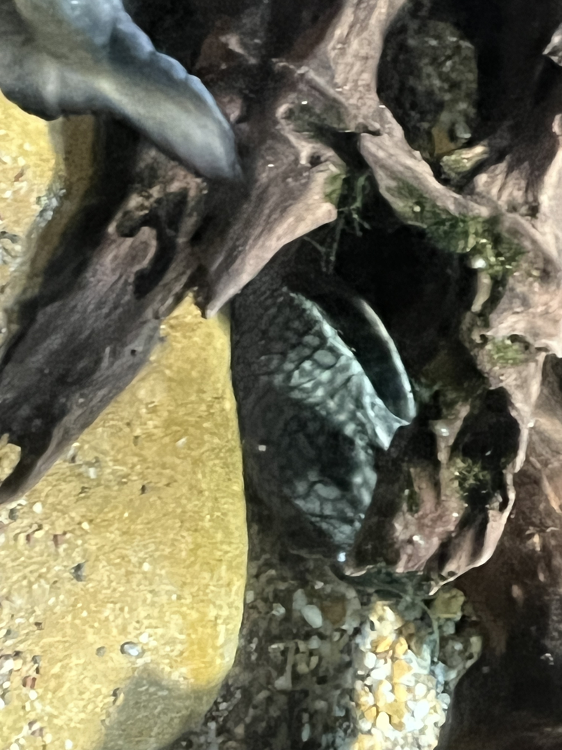 Pleco ID?