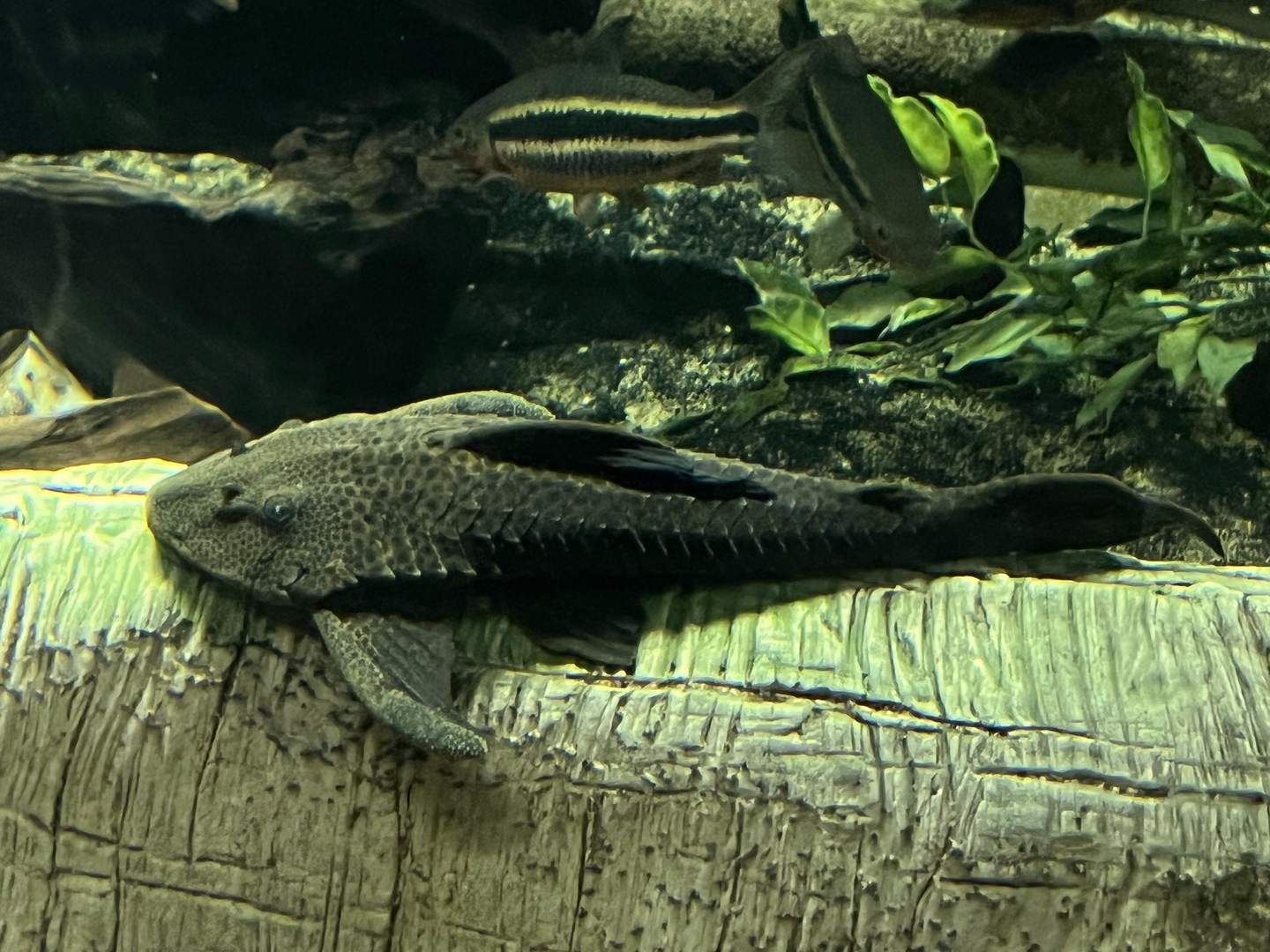 Pleco ID