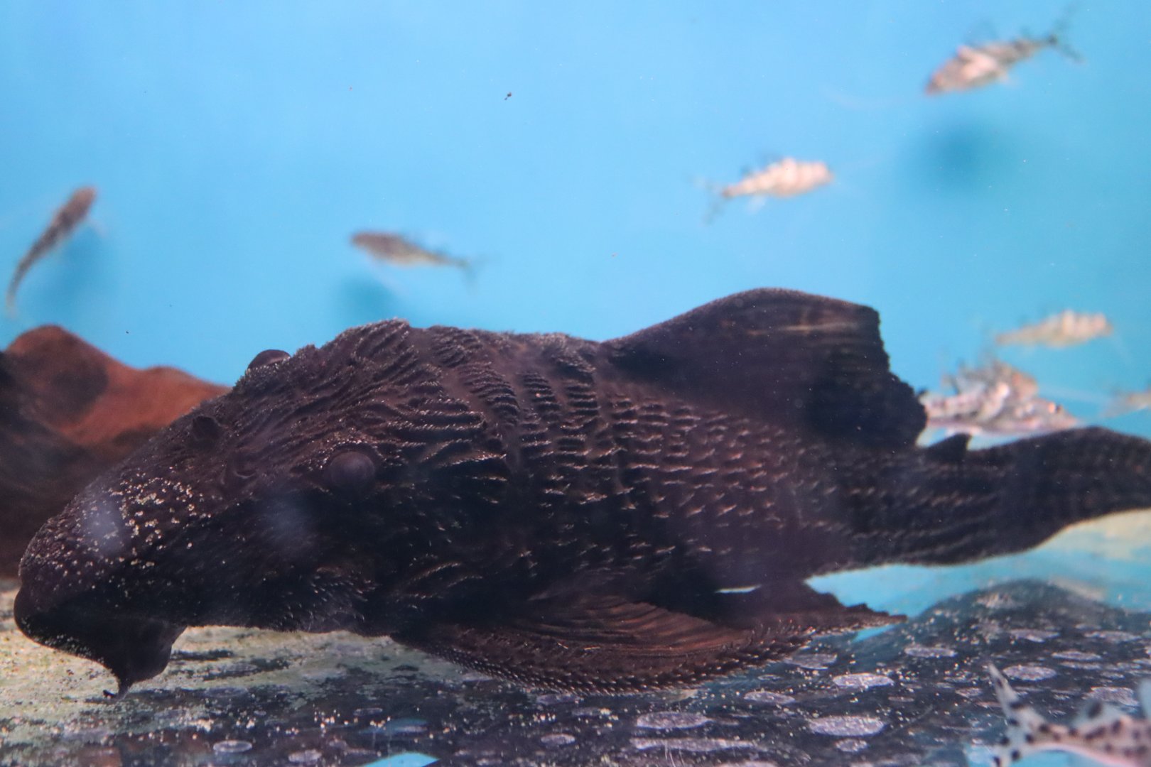 Pleco ID
