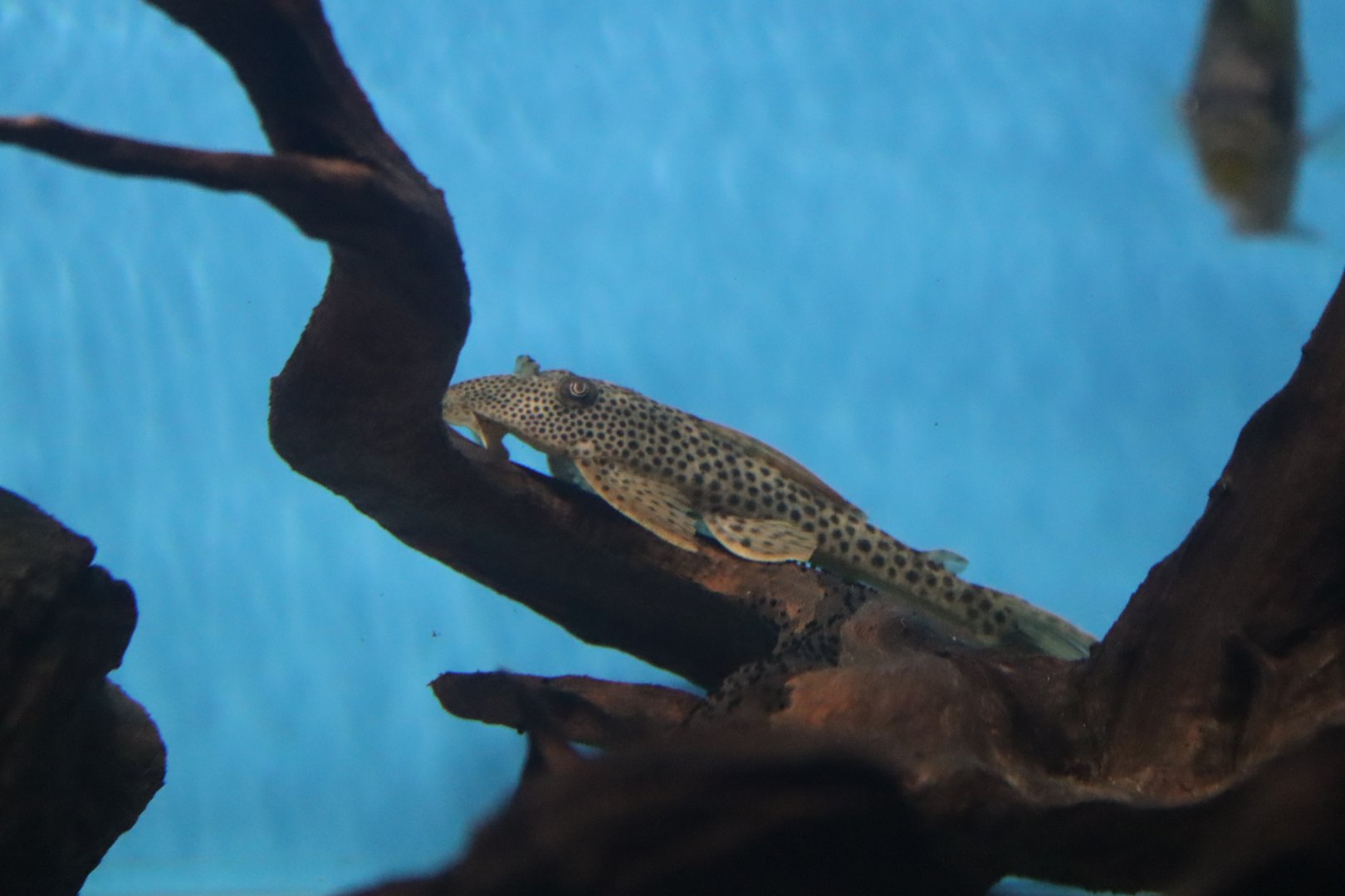 Pleco ID