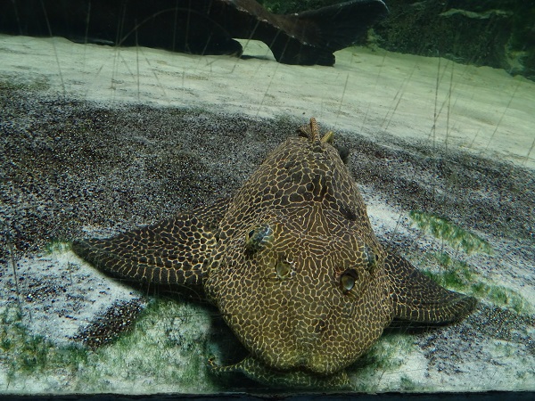 Pleco sp, Allwetter Zoo Münster 2022