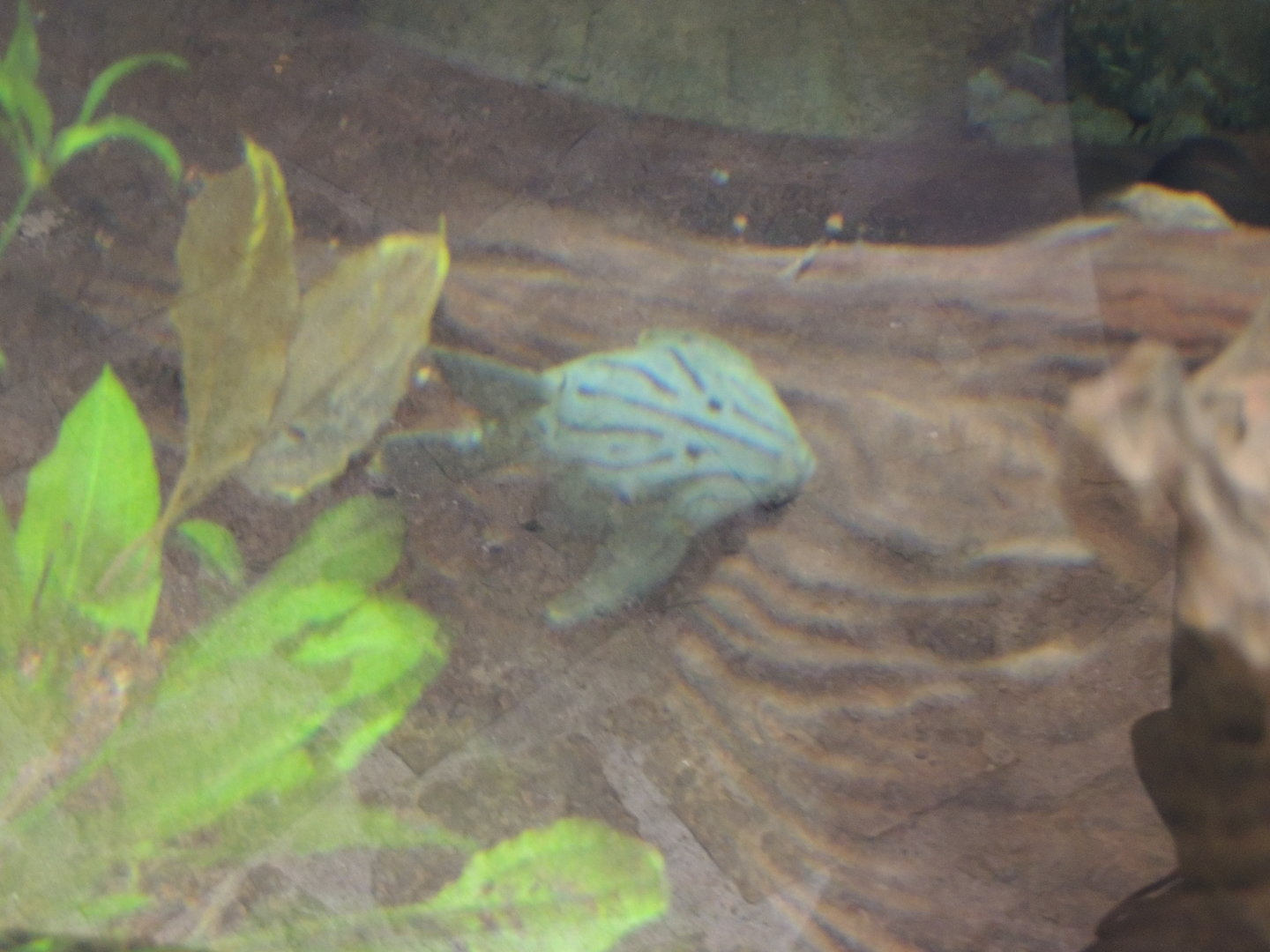pleco sp- dallas world aquarium