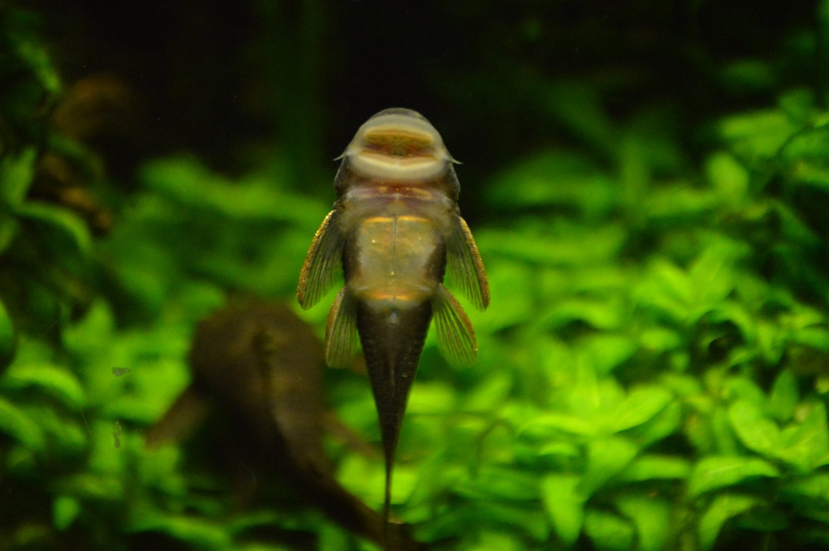 Pleco Species ID, Shedd Aquarium