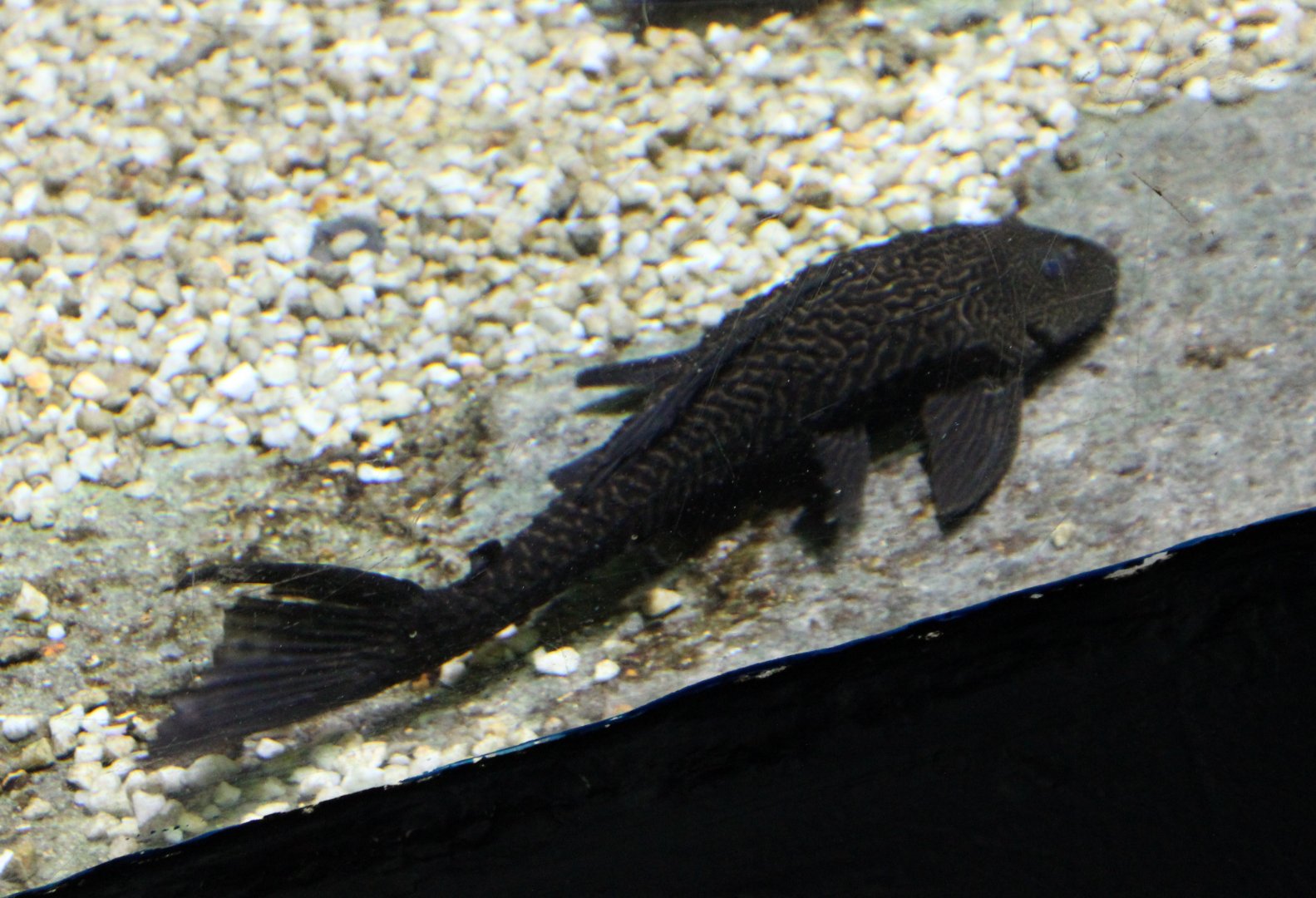Pleco species