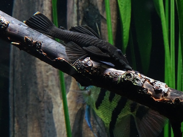 Pleco / suckermouth catfish