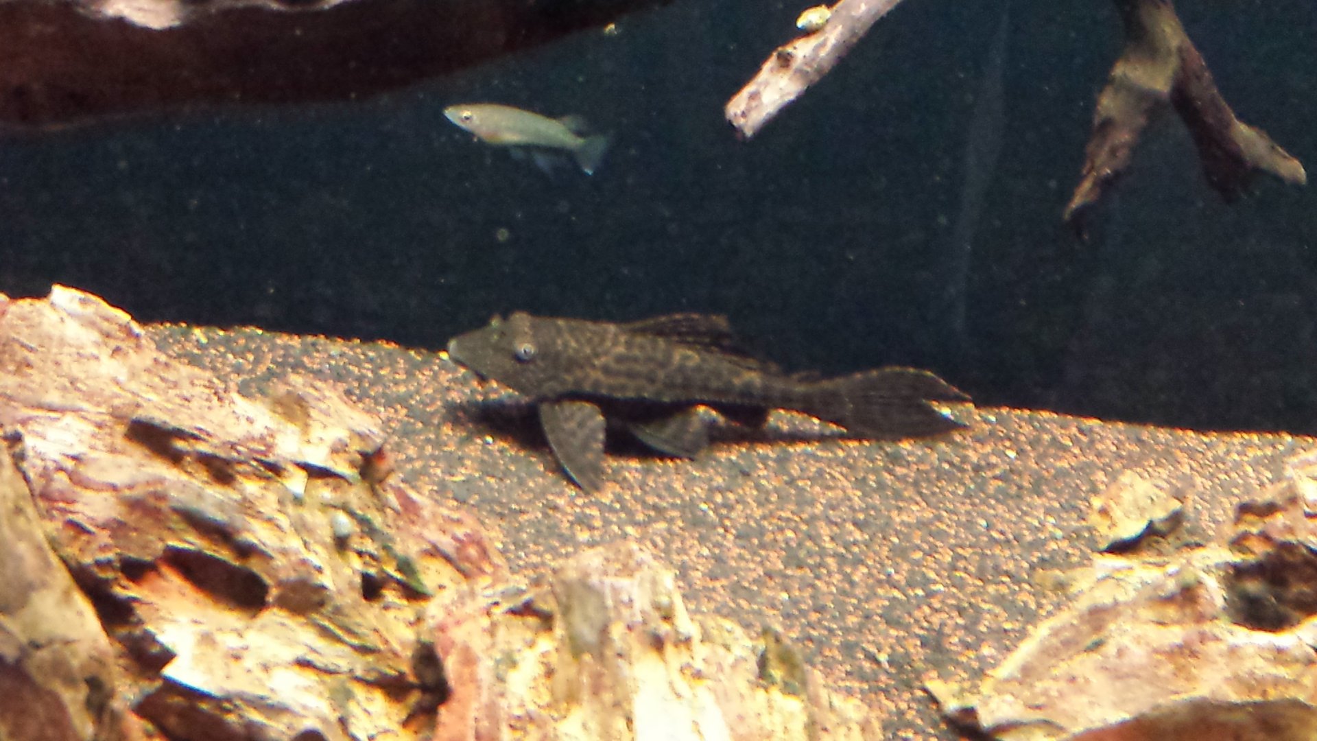 Pleco