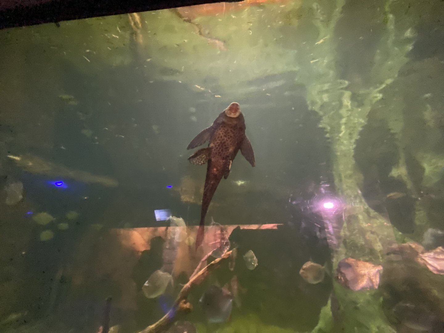 Pleco