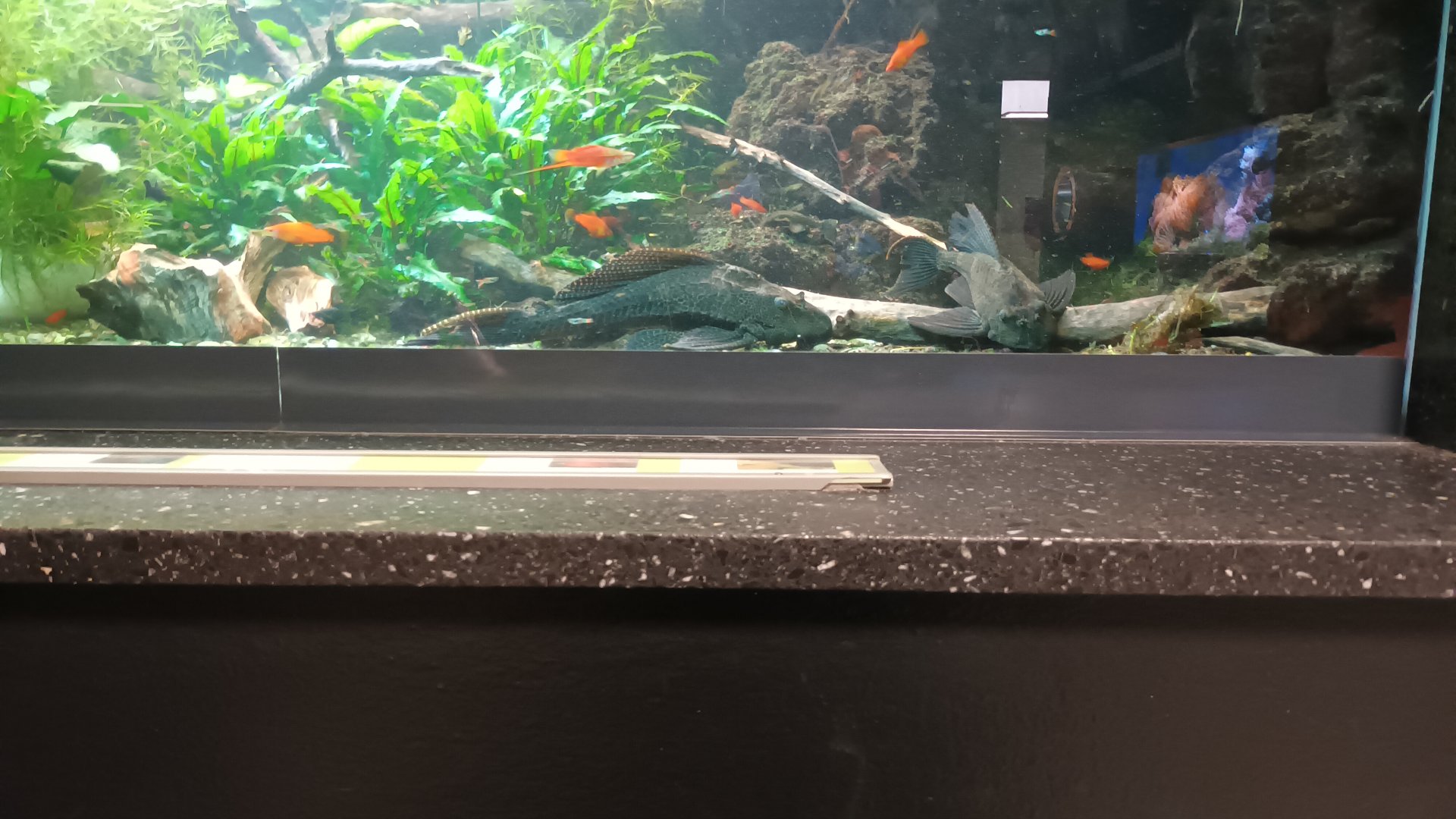 Plecos and Swordtails