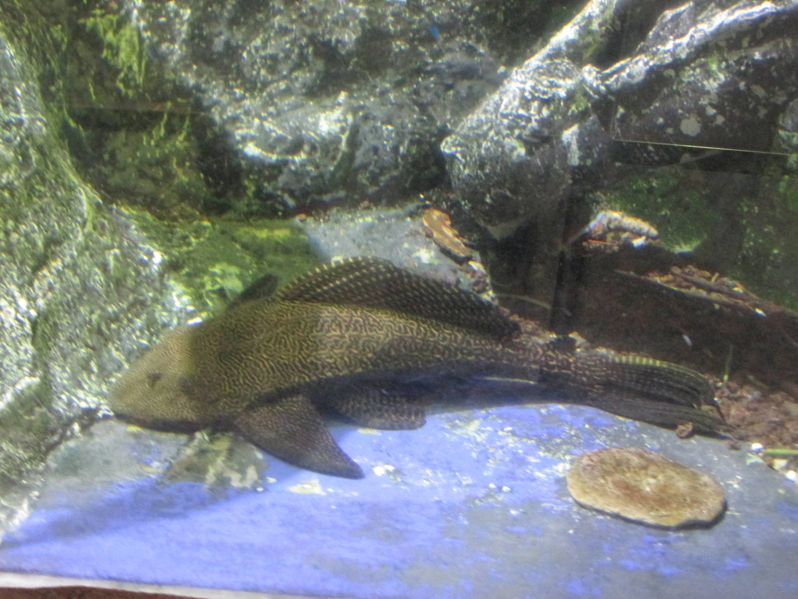 plecostomus barcelona aquarium