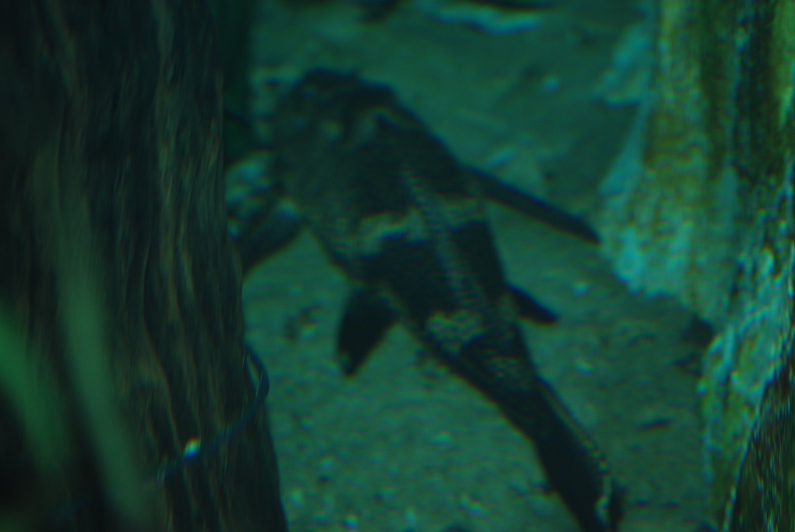 Plecostomus catfish ID