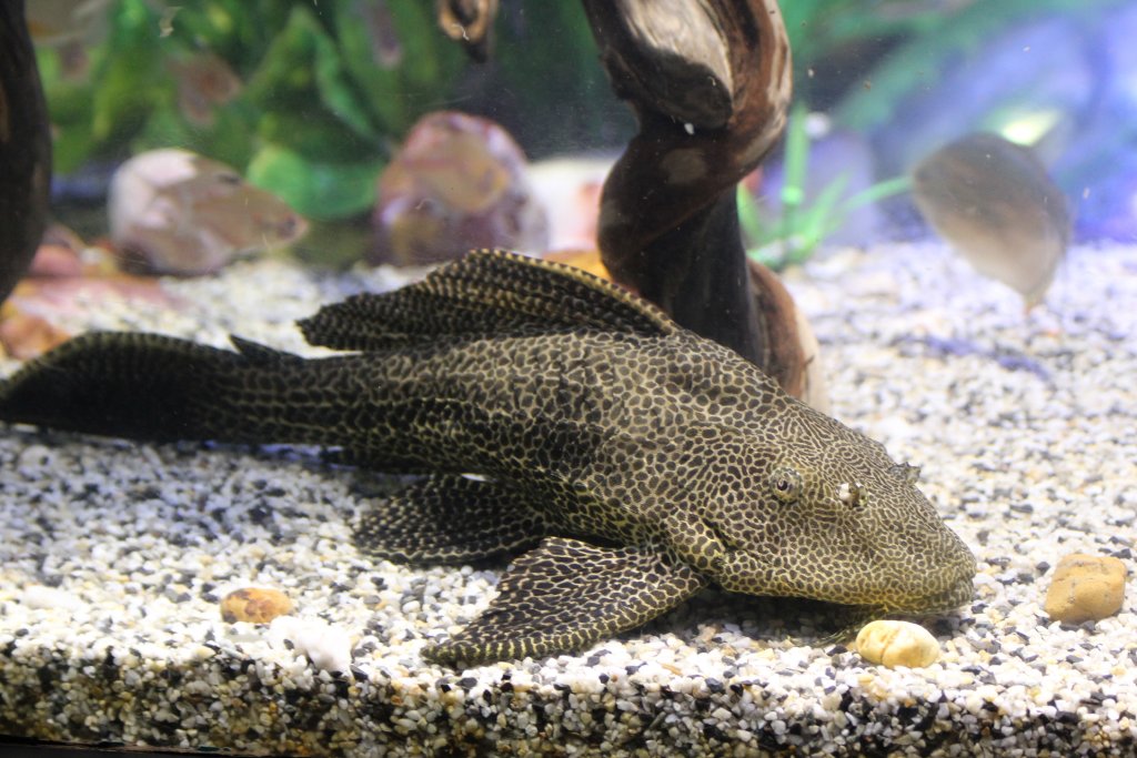 Plecostomus Catfish