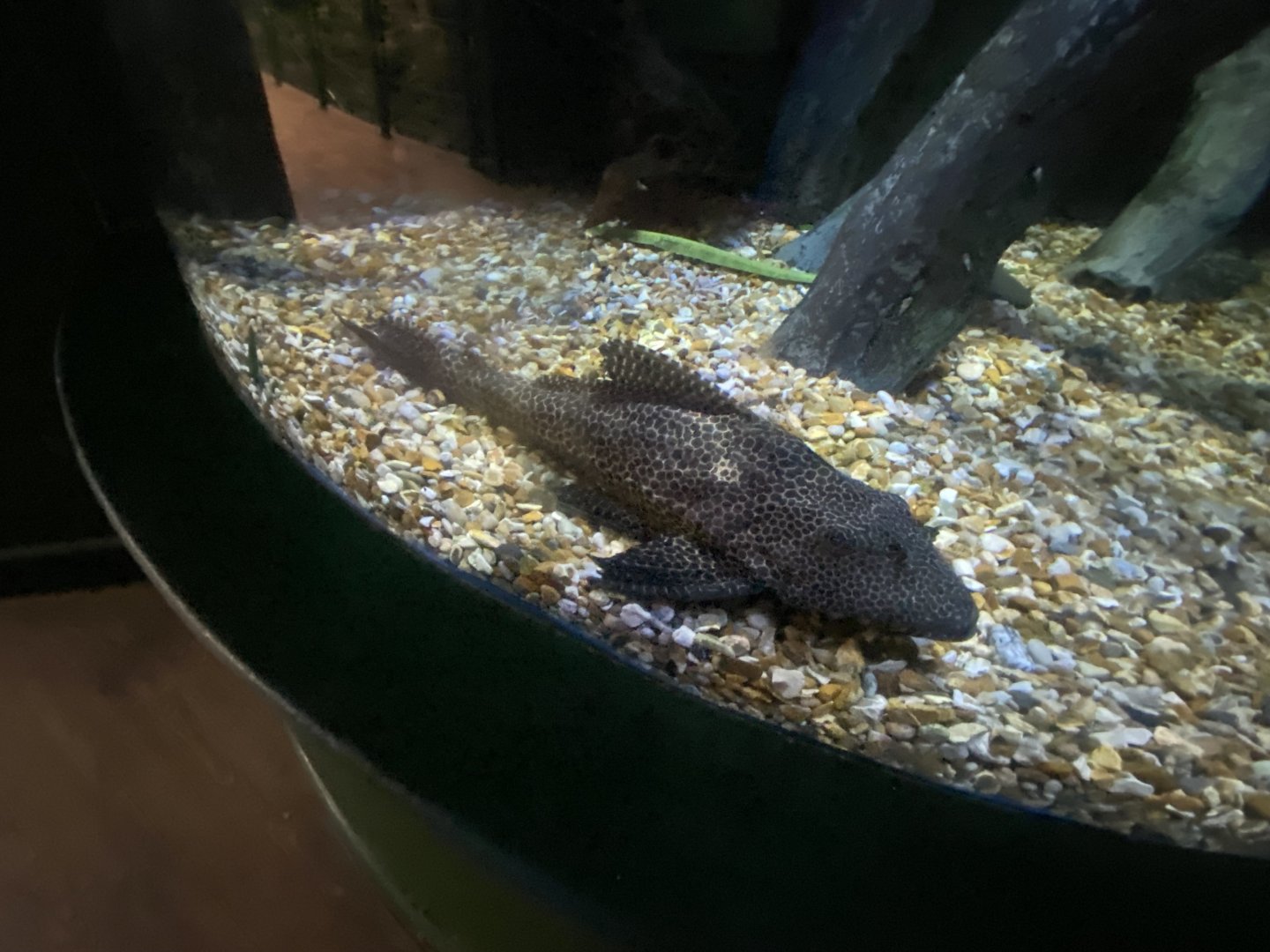 Plecostomus sp. 070124