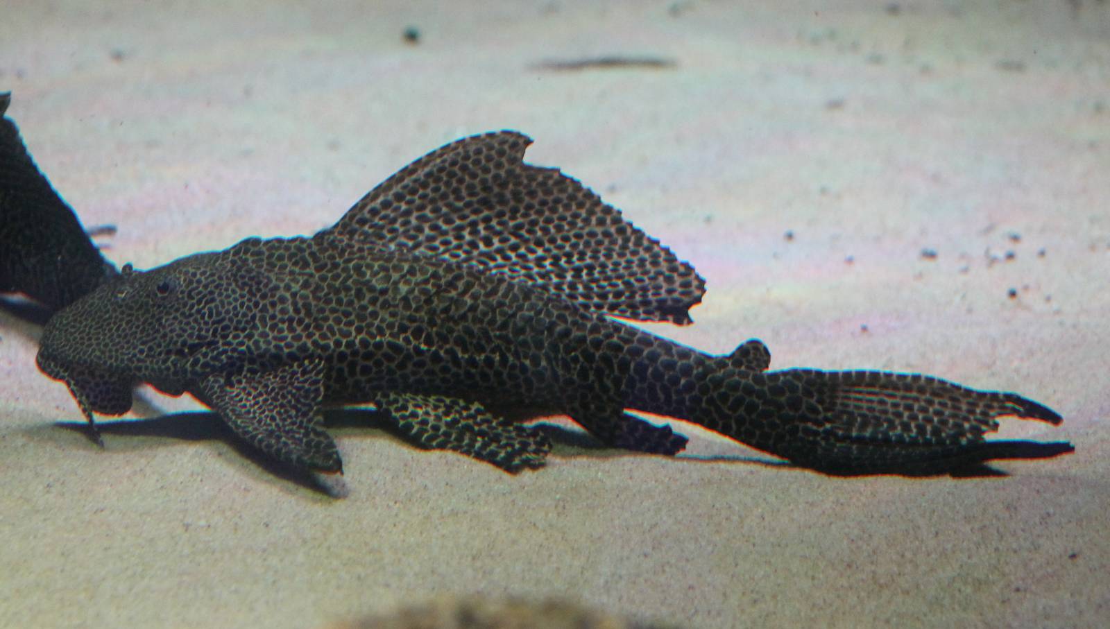 Plecostomus