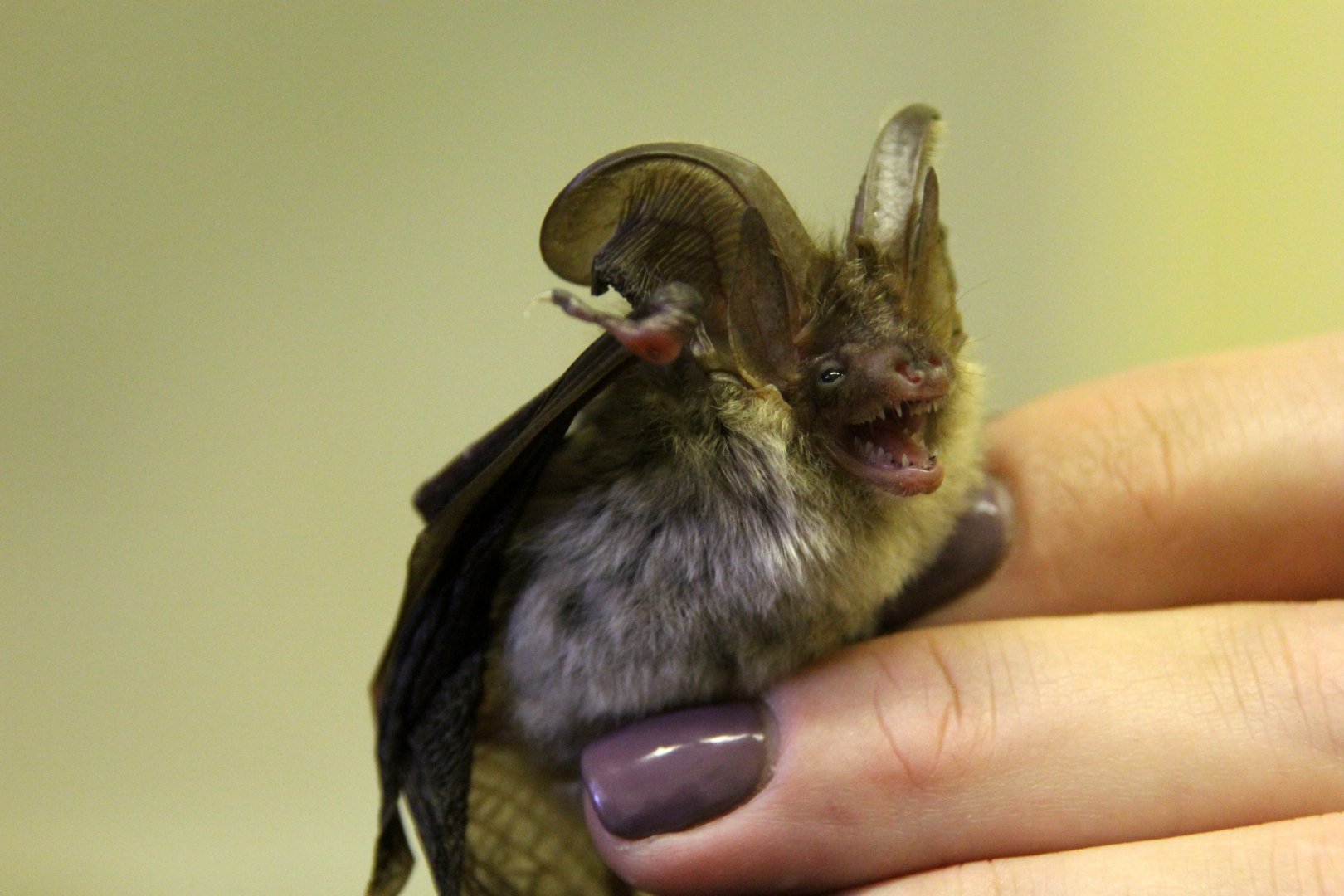 (Plecotus auritus) Brown long-eared bat