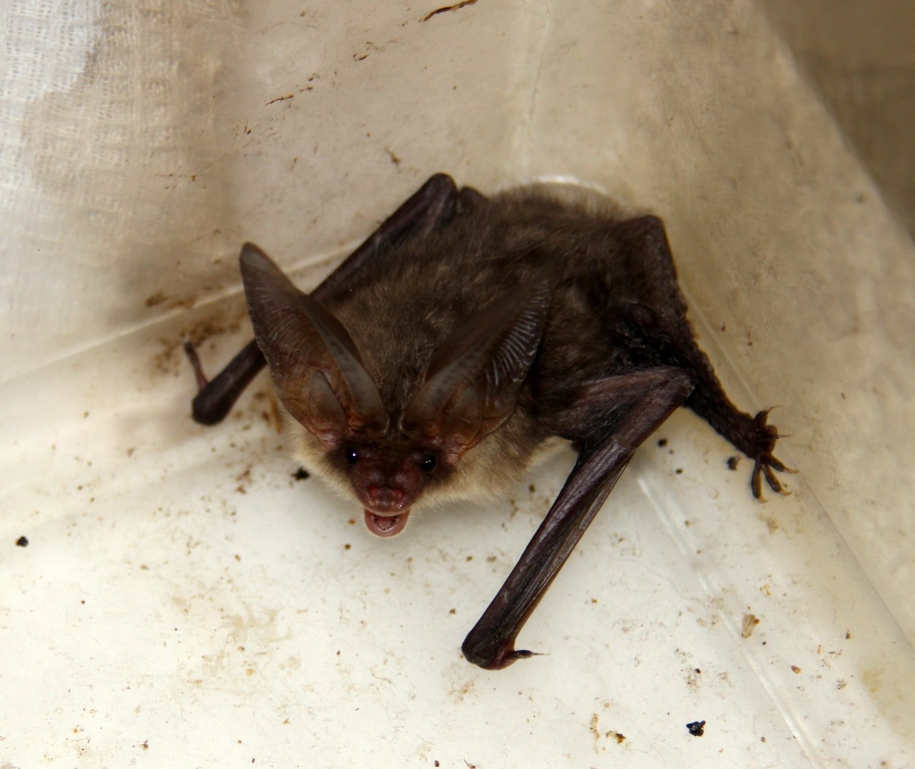 (Plecotus auritus) Brown long-eared bat