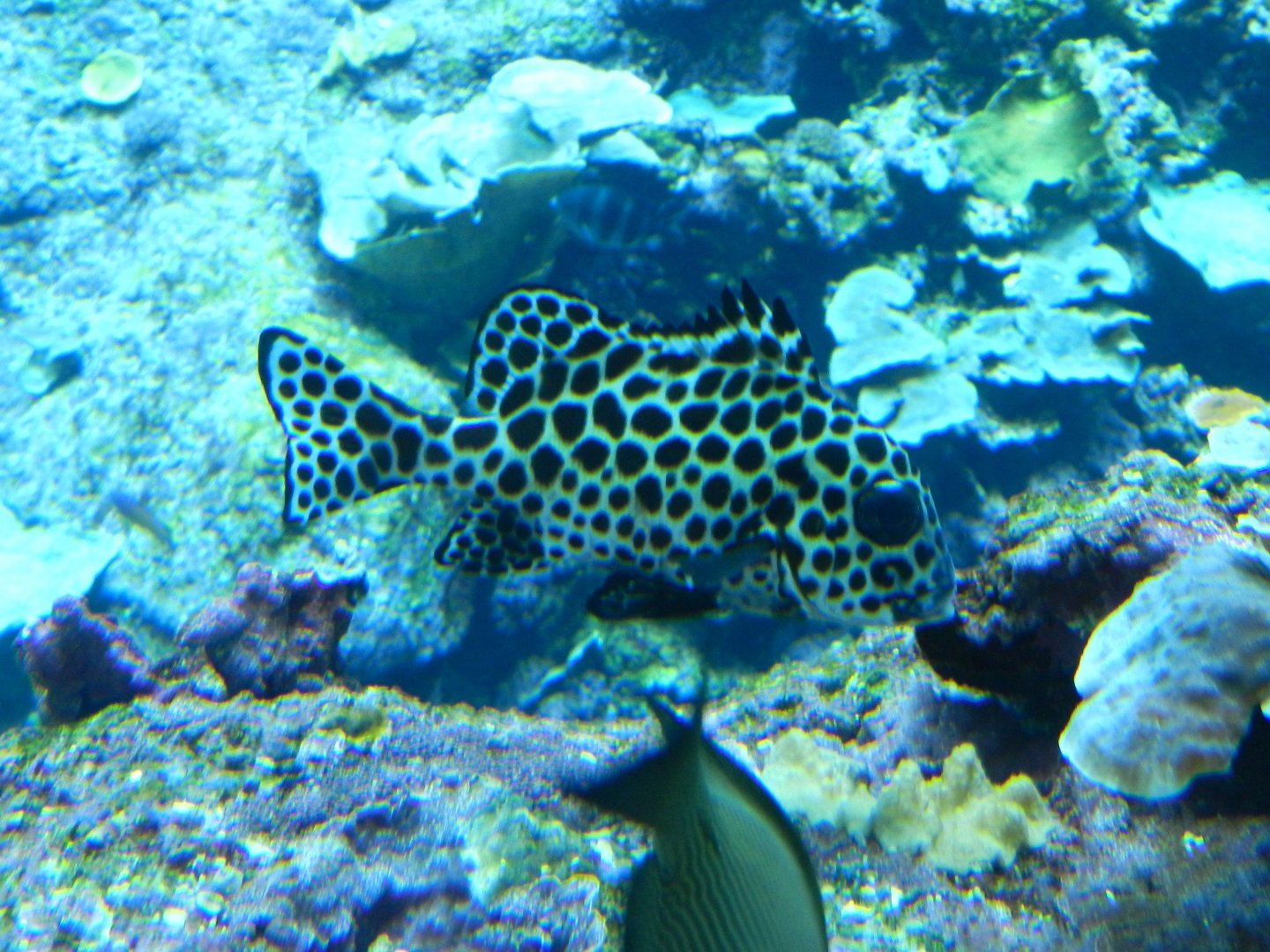 Plectorhinchus chaetodonoides