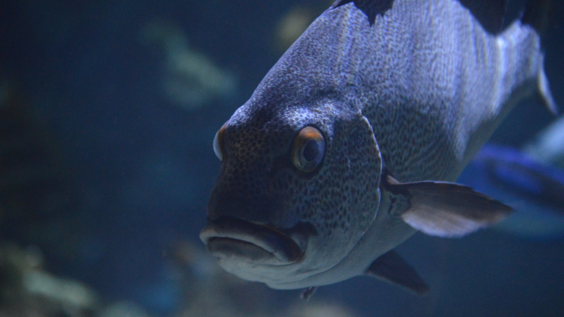 Plectorhinchus chaetodonoides