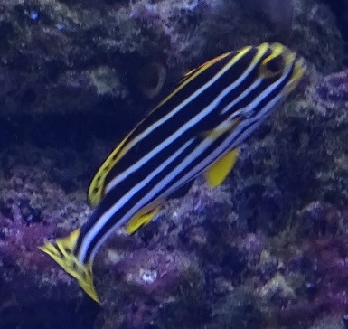 Plectorhinchus diagrammus or P. vittatus??