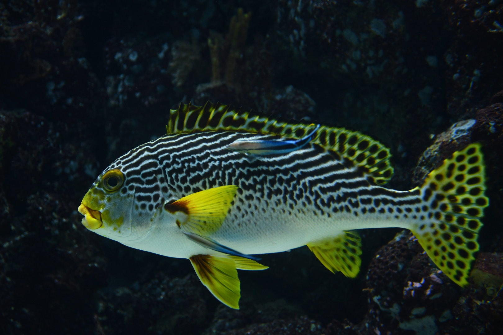 Plectorhinchus lineatus