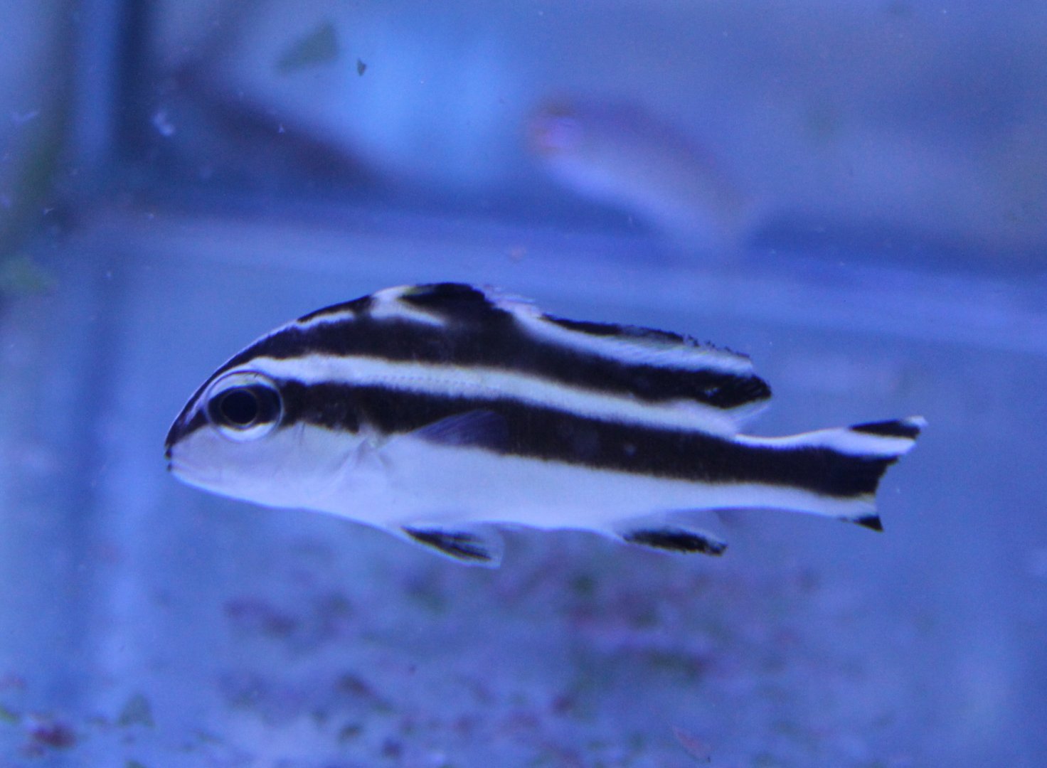 Plectorhinchus pictus