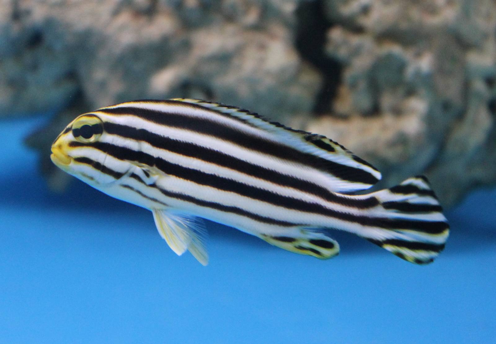 Plectorhinchus species