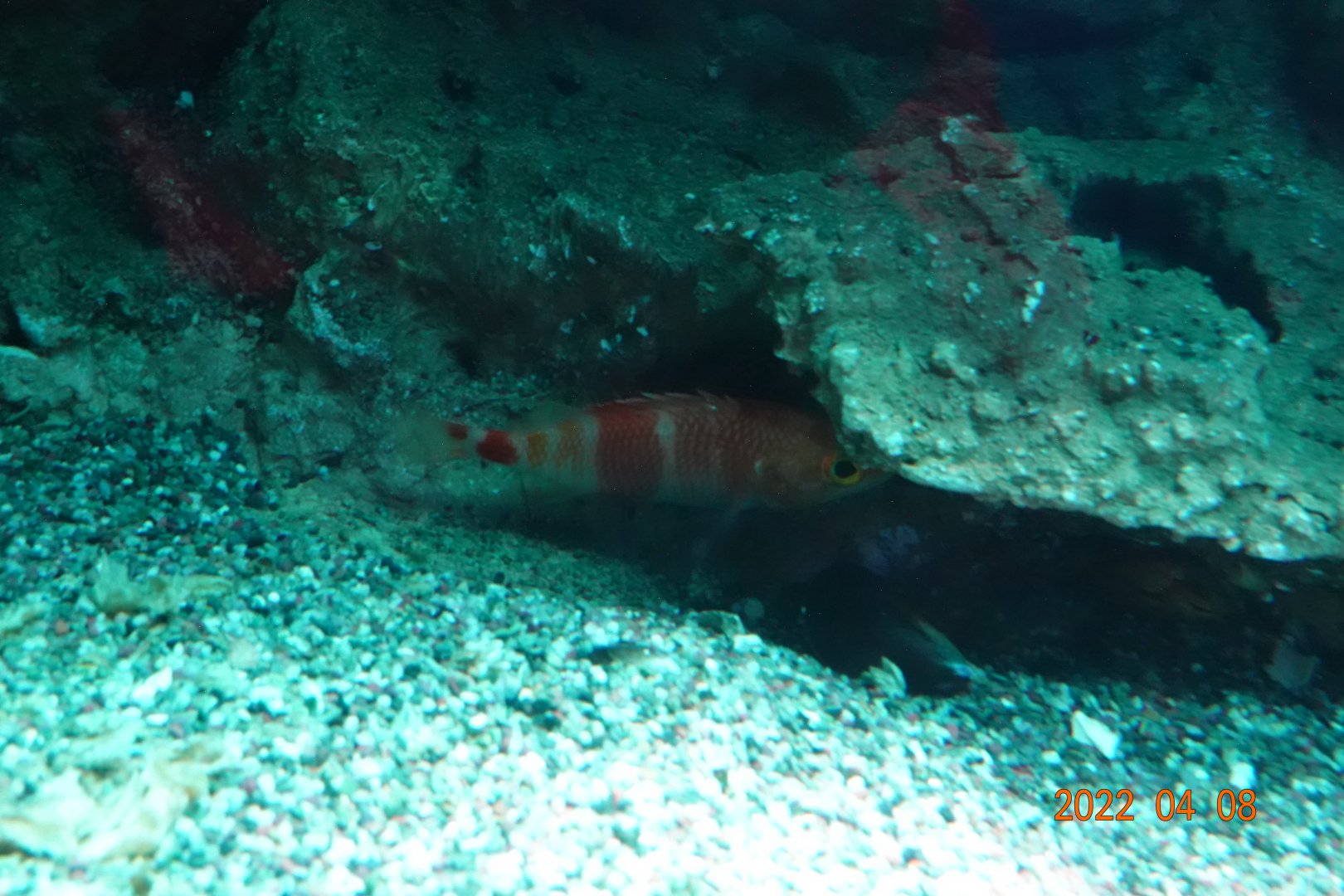 Plectranthias kelloggi - Xpark