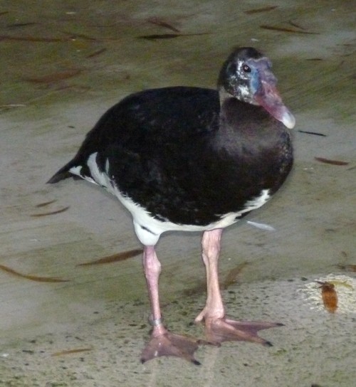 Plectropterus gambensis