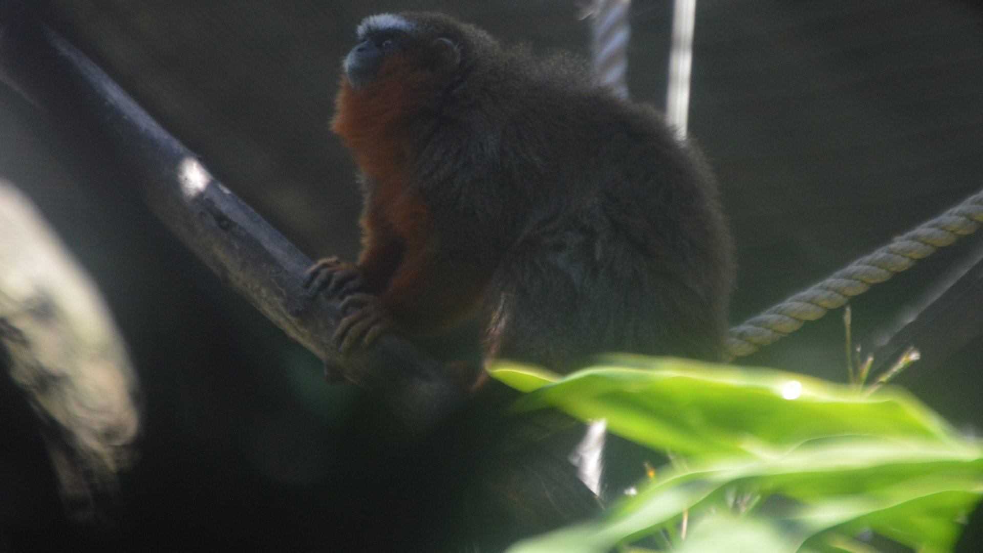 Plecturocebus discolor