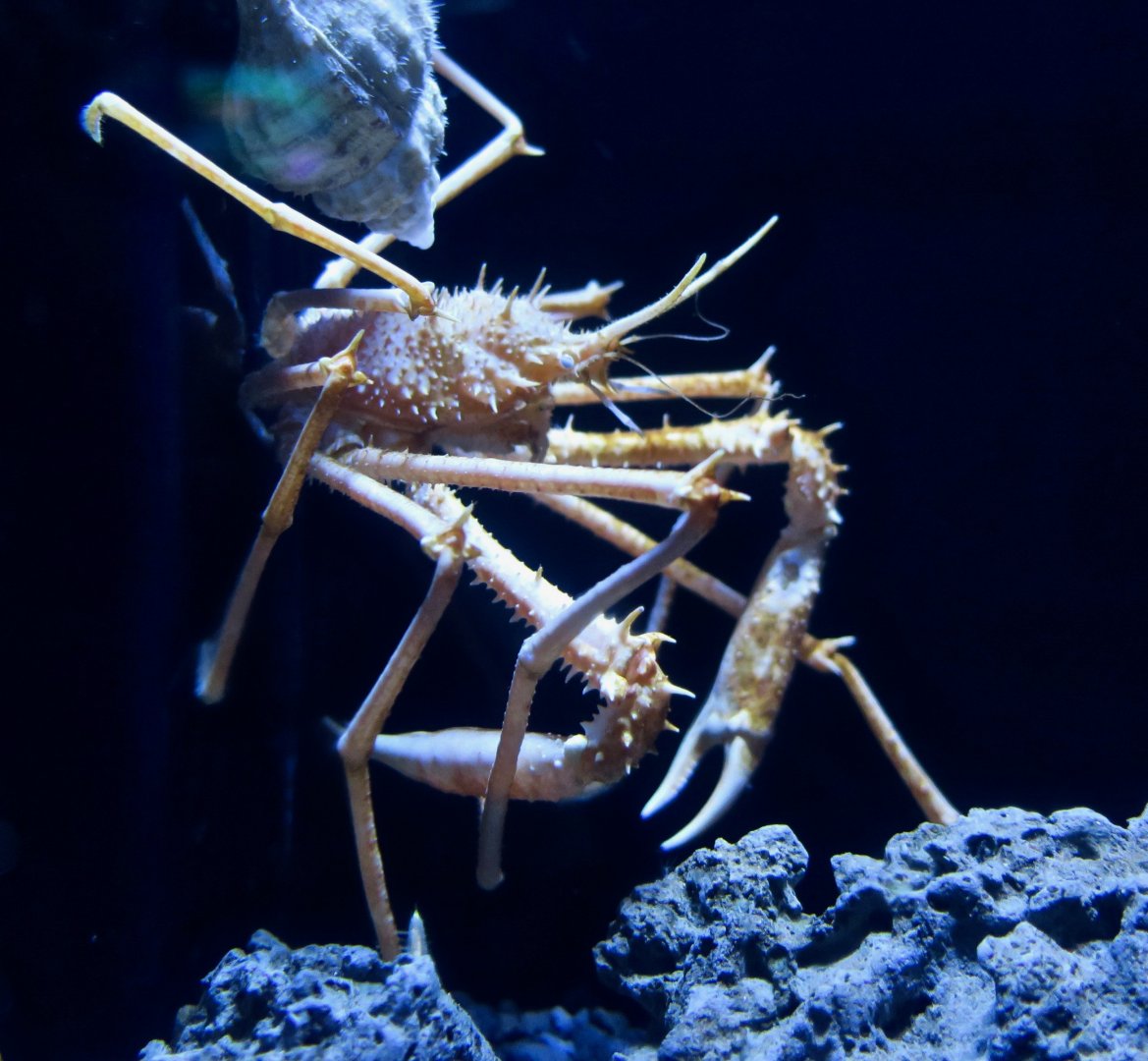 Pleistacantha moseleyi